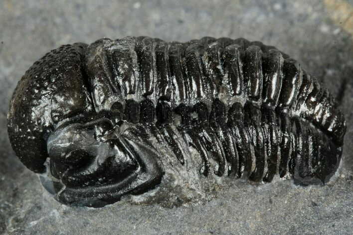 Detailed Gerastos Trilobite Fossil - Morocco #351277
